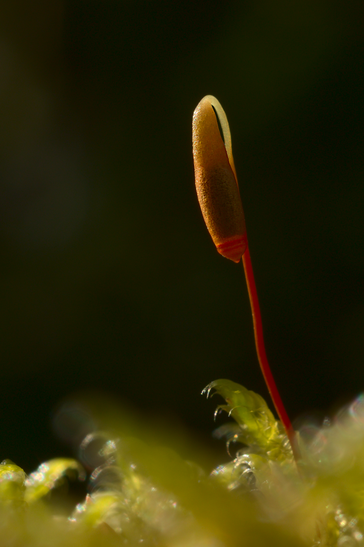 Detail des ersten Bilder: Nahaufnahme der Sporophyte.