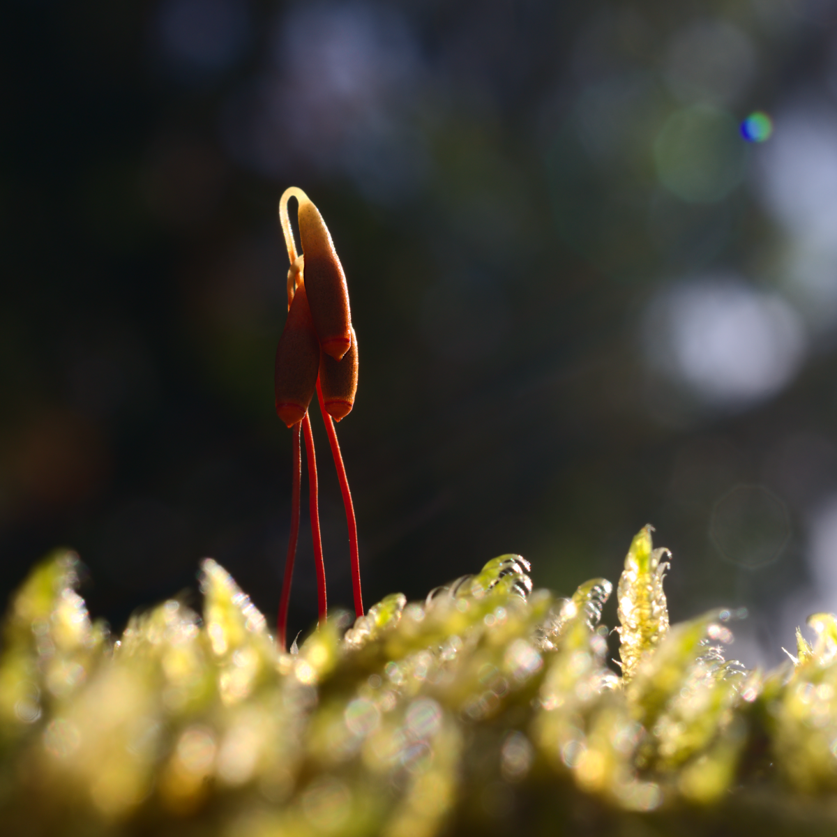 Drei Sporophyten erheben sich aus einem kleinen Moospolster.
Von rechts fällt Licht in die Szene, es sieht so fast aus, als wanderten die kleinen Musketiere der Sonne entgegen.